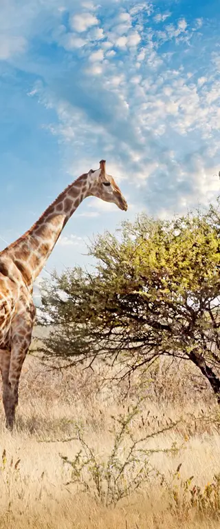 Namibia – Die Safari für Selbstfahrer
